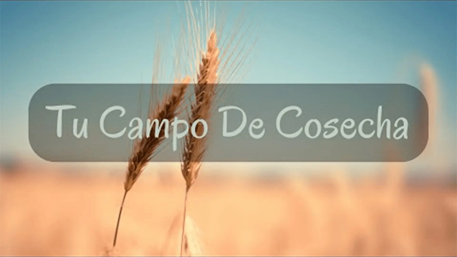 Tu Campo De Cosecha